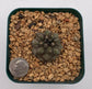 Copiapoa cinerea