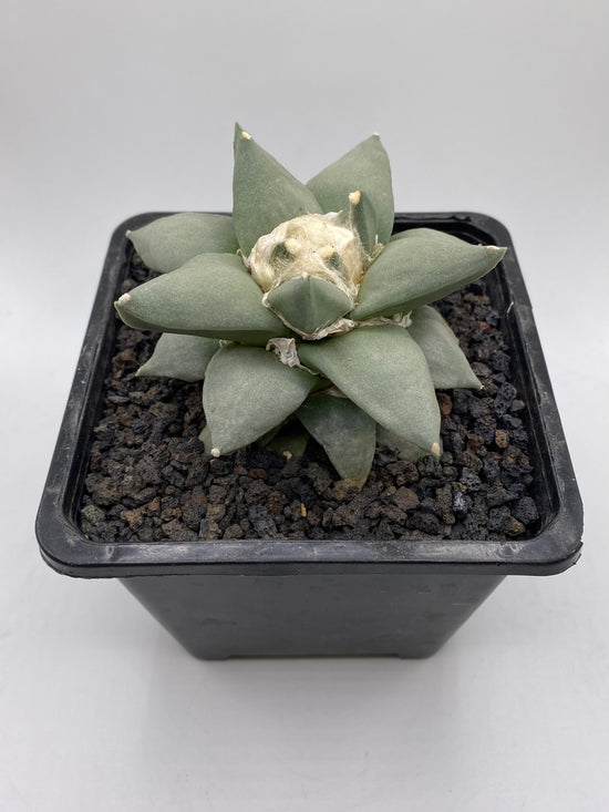 Ariocarpus Retusus