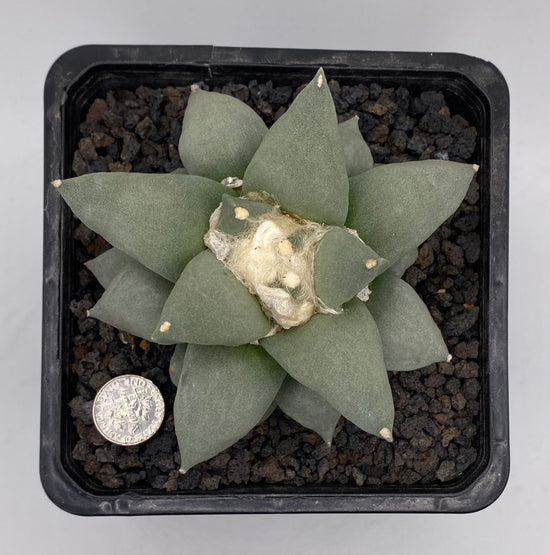 Ariocarpus Retusus