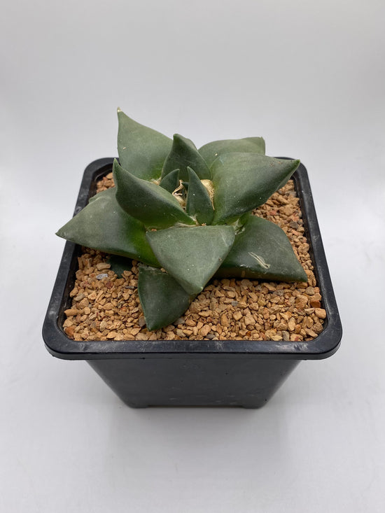 Ariocarpus Hybrid