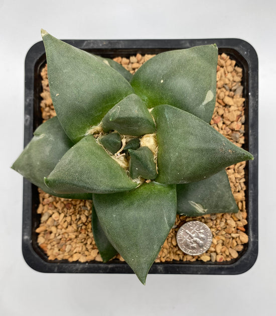 Ariocarpus Hybrid