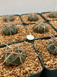 Gymnocalycium spegazzinii subs. cardenasianum