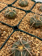 Gymnocalycium spegazzinii subs. cardenasianum