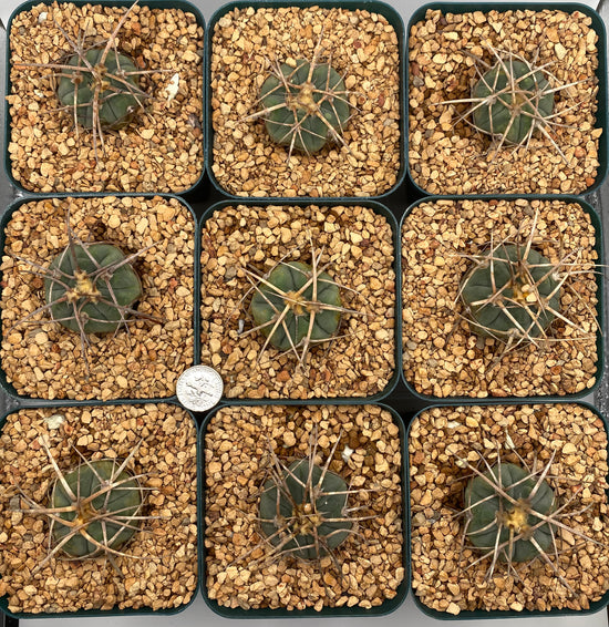 Gymnocalycium spegazzinii subs. cardenasianum