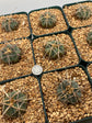 Gymnocalycium spegazzinii subs. cardenasianum