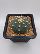 Astrophytum asterias