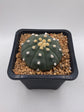 Astrophytum asterias