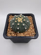 Astrophytum asterias