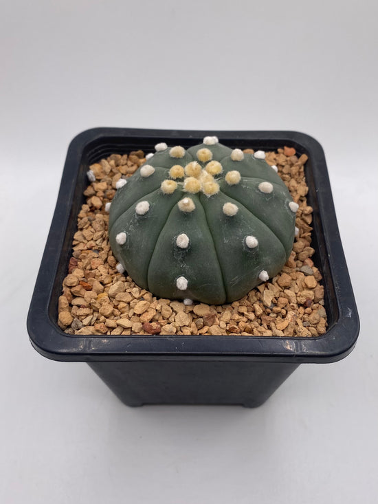 Astrophytum asterias