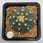 Astrophytum asterias