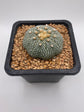 Astrophytum asterias