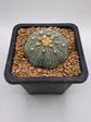 Astrophytum asterias