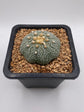 Astrophytum asterias