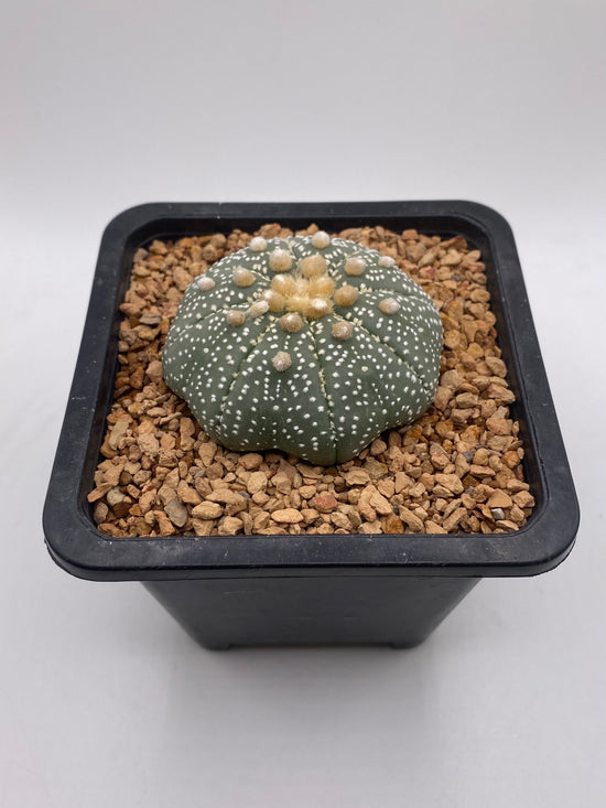 Astrophytum asterias