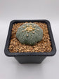 Astrophytum asterias