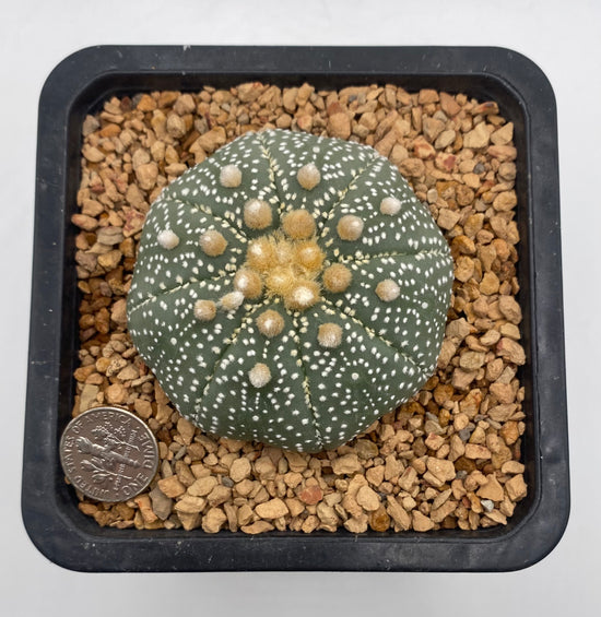 Astrophytum asterias