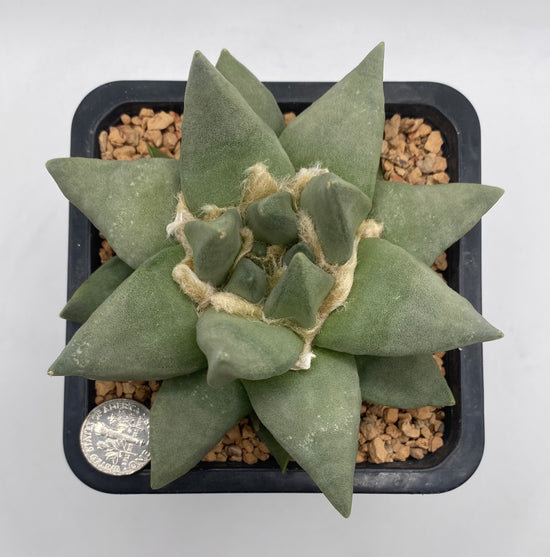 Ariocarpus Retusus