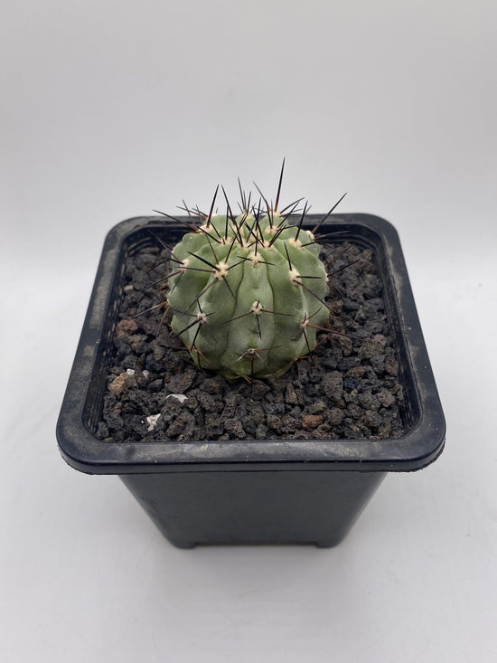 Copiapoa cinerea