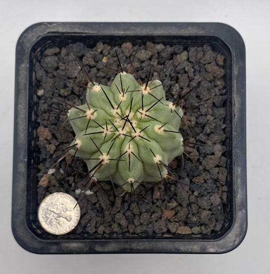 Copiapoa cinerea