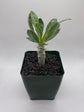 Pachypodium saundersii