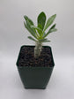 Pachypodium saundersii