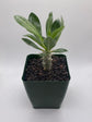 Pachypodium saundersii