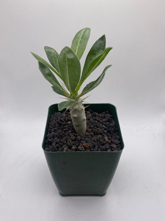 Pachypodium saundersii