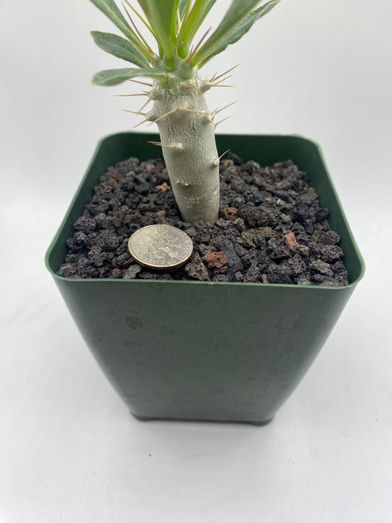 Pachypodium saundersii