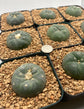 L. fricii Button Cactus