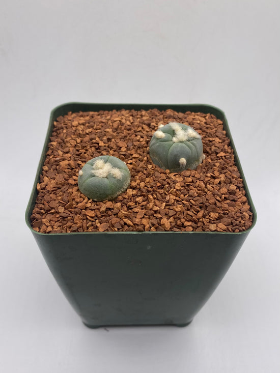 L. alberto-vojtechii (2 pack)