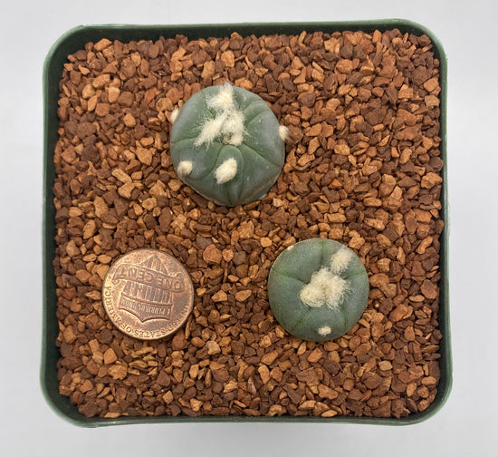 L. alberto-vojtechii (2 pack)