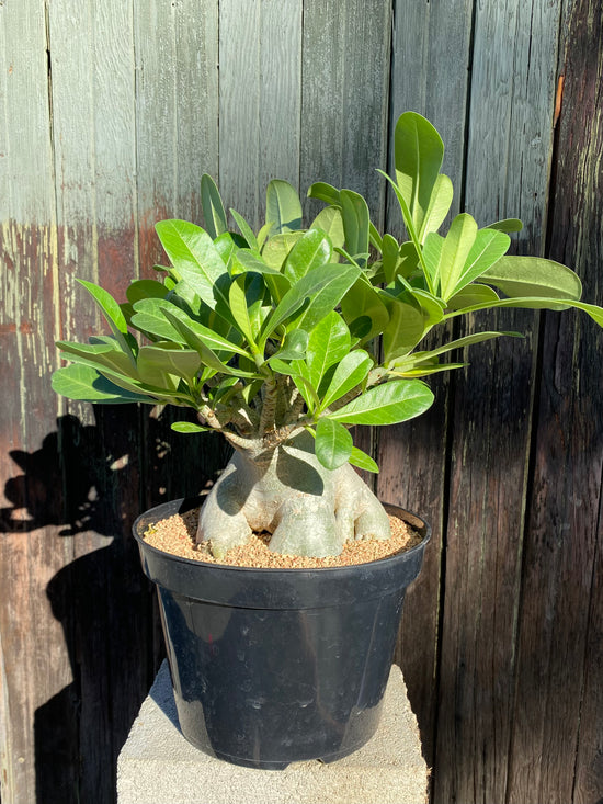 Adenium arabicum