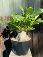 Adenium arabicum