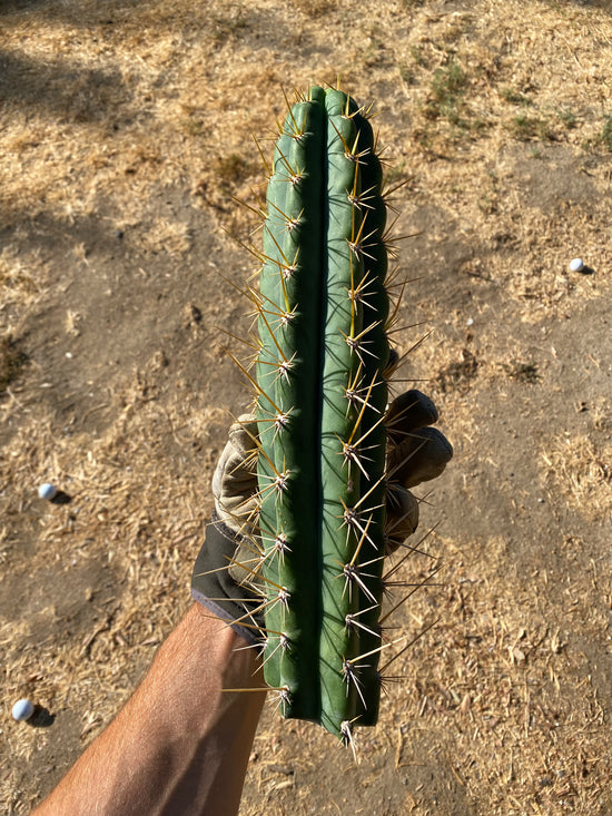 Trichocereus Cuzcoensis