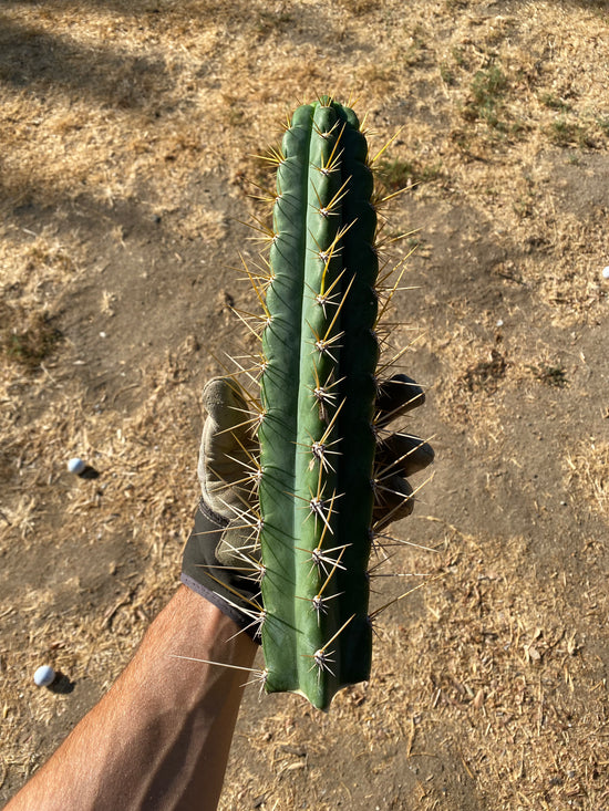 Trichocereus Cuzcoensis