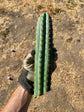 Trichocereus Peruvianus