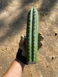 Trichocereus Peruvianus