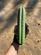 Trichocereus Peruvianus