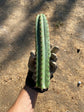 Trichocereus Peruvianus