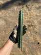 Trichocereus KK339