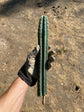 Trichocereus KK339