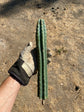 Trichocereus KK339