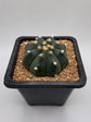 Astrophytum asterias