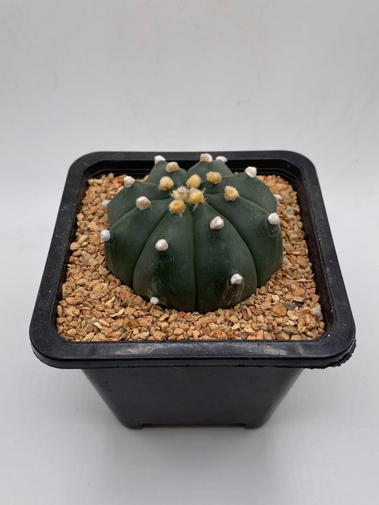 Astrophytum asterias