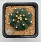 Astrophytum asterias