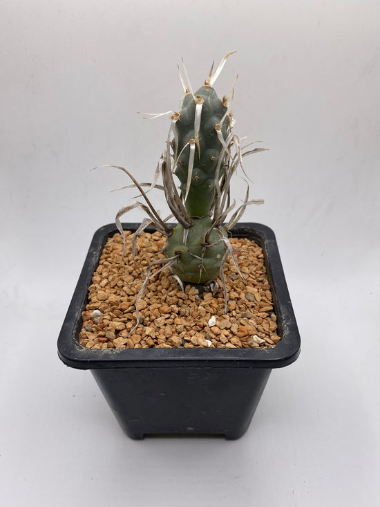 Tephrocactus papyracanthus