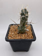 Tephrocactus papyracanthus