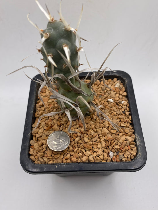 Tephrocactus papyracanthus