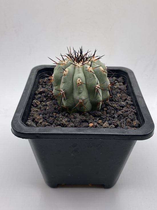 Copiapoa cinerea