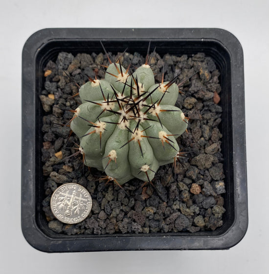 Copiapoa cinerea